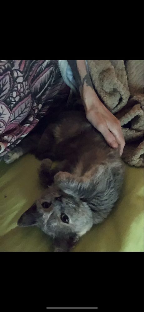 Шукаємо котика для продовження роду
