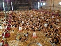 Kurki kury nioski młode Rosa kolorowe Dominant Leghorn.Prosto z Fermy.