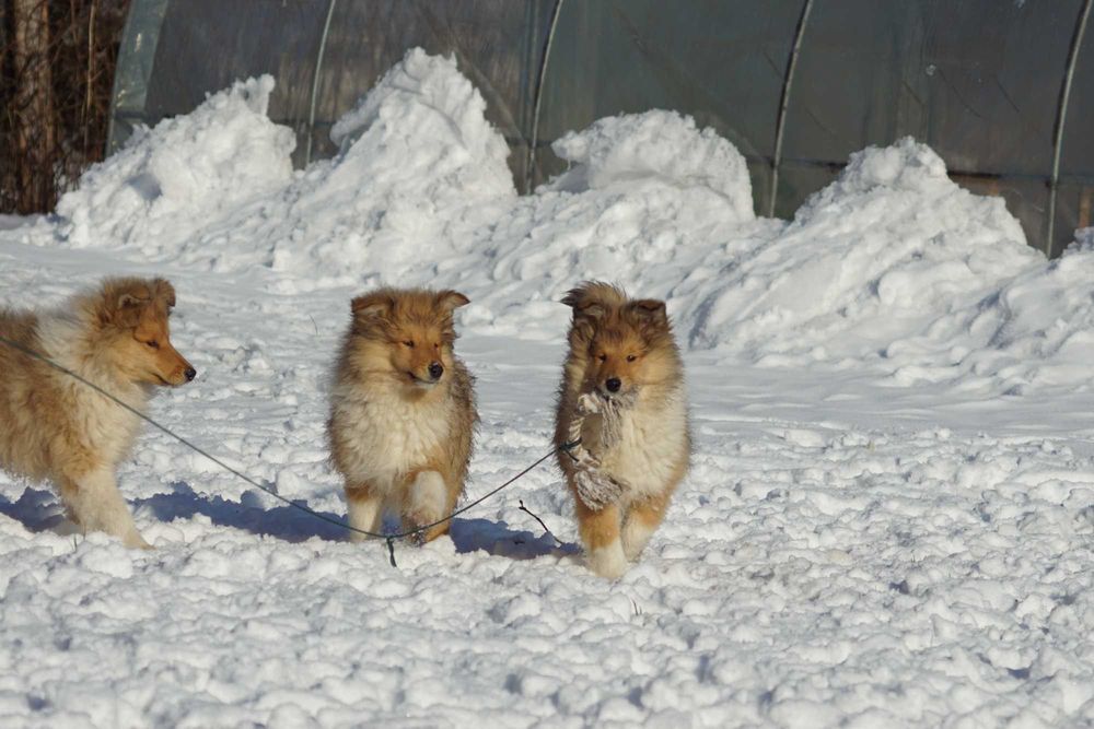 Owczarek Szkocki Długowłosy Collie Suczka