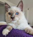 Kocurek Ragdoll blue mitted