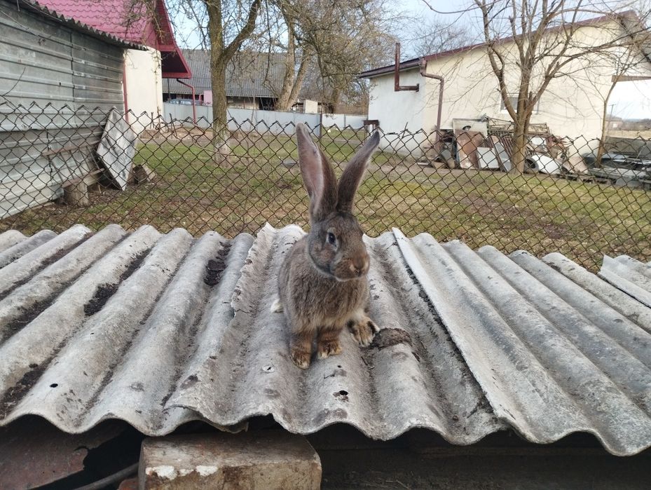 Самець Бельгійський велетень