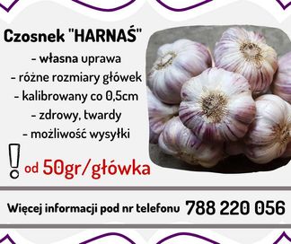 Czosnek Harnaś zimowy ** możliwa WYSYŁKA **