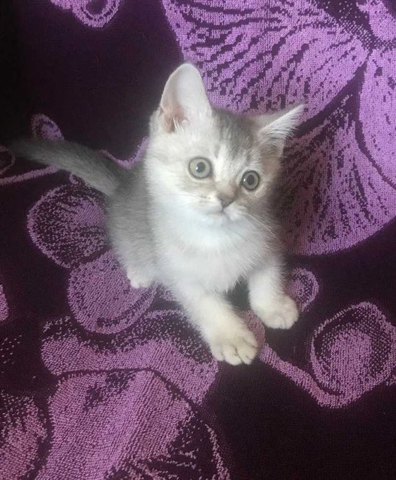 Внимание! Самая умная и гиперласковая шотландская девочка