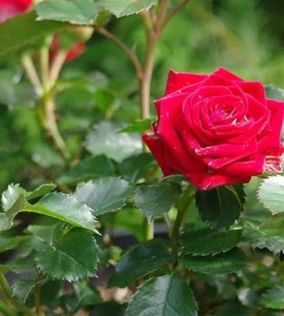Cаджанці Троянди (Рози)