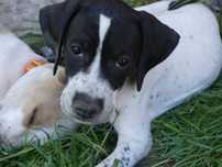 Bluey- suczka rasy pointer, wyżeł angielski