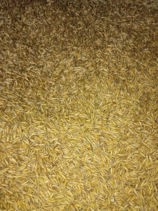 Sprzedam owies i pszenzyto workowane