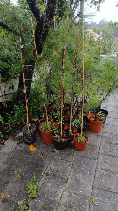20 pinheiros mansos com 7/8 anos, envasados