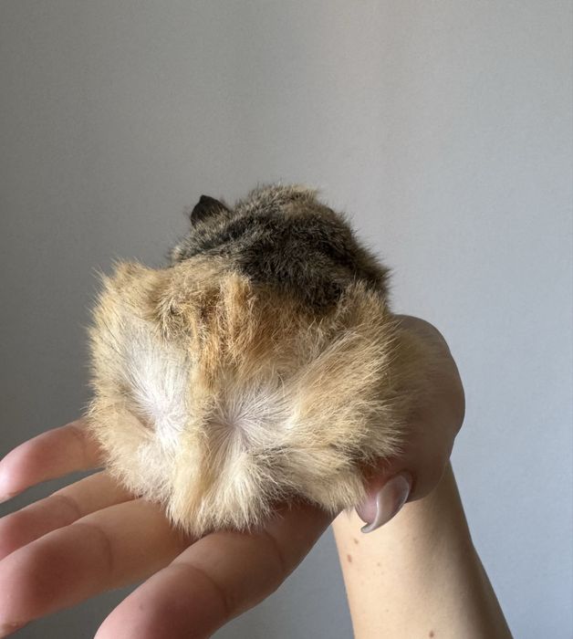 świnka morska - kawia domowa - rozetka - samica