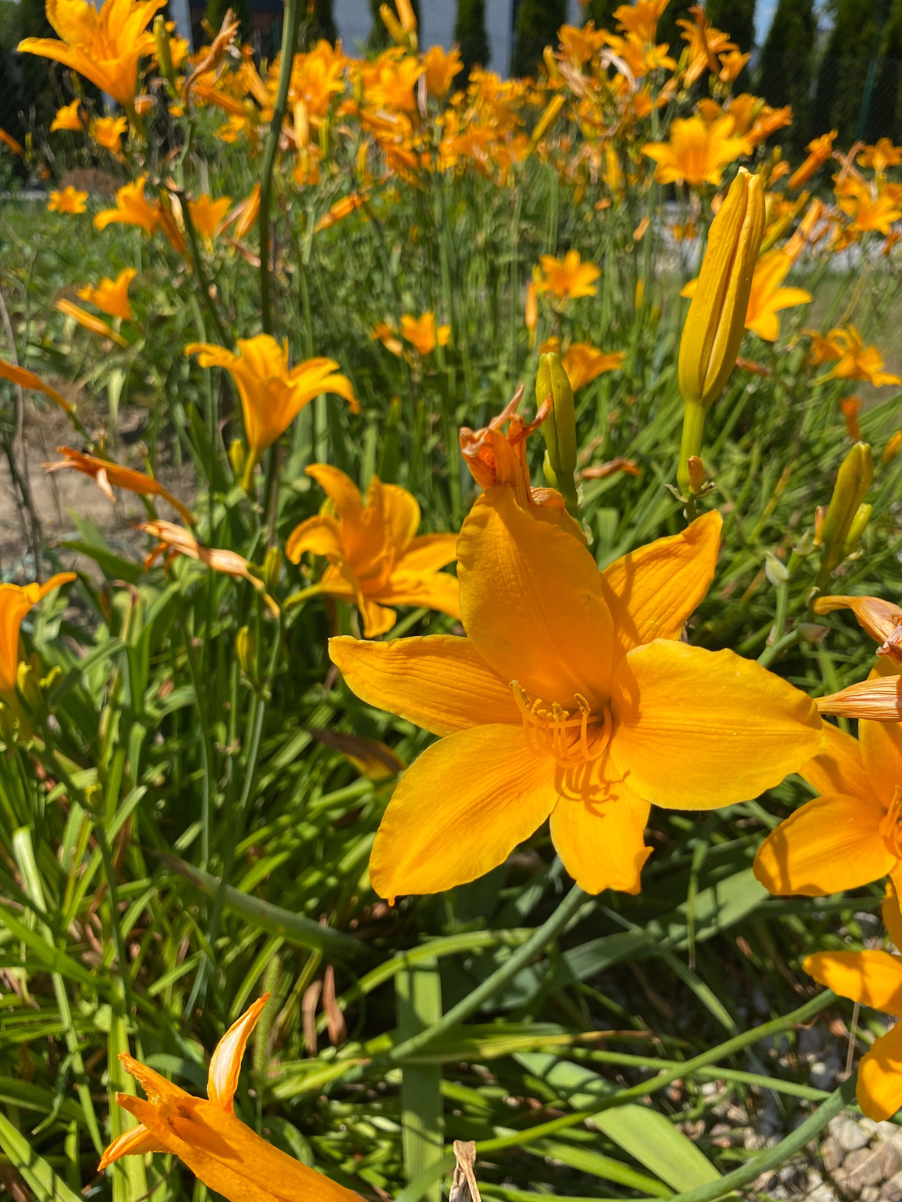 Liliowce wysoka odmiana 35 szt