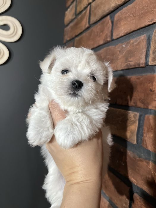 Maltańczyk maleńka suczka