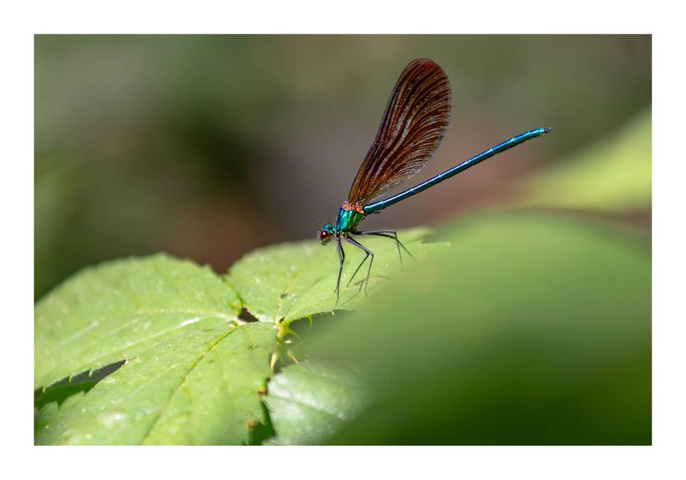 Poster fotográfico 50 x 70, Superfície: papel fotográfico brilhante.