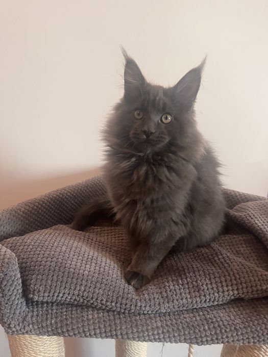 Голубий Мейн-кун