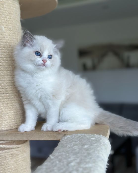 Piękna kotka ragdoll rodowód FPL