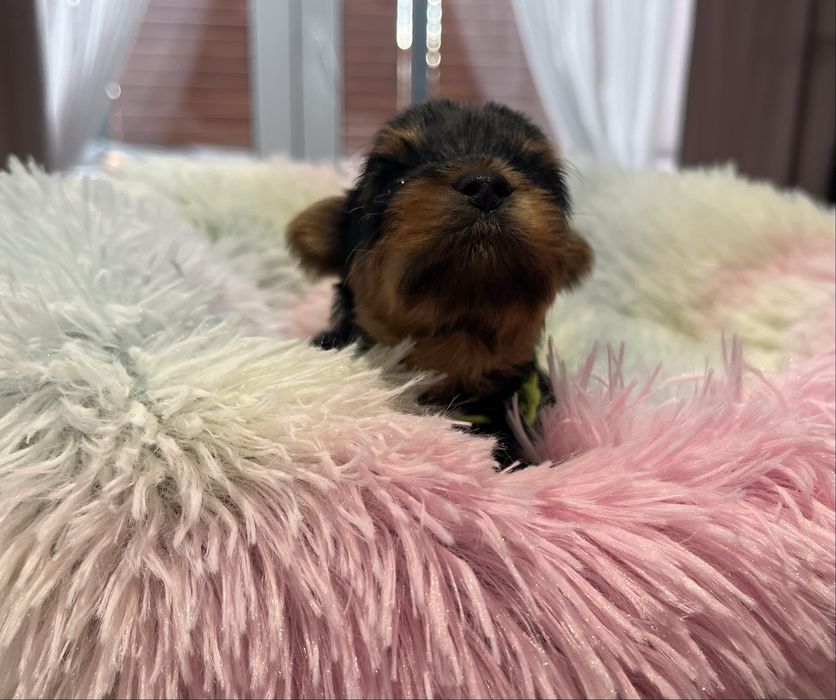 Yorkshire Terrier FCI piesek