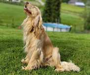 Reproduktor Cocker Spaniel