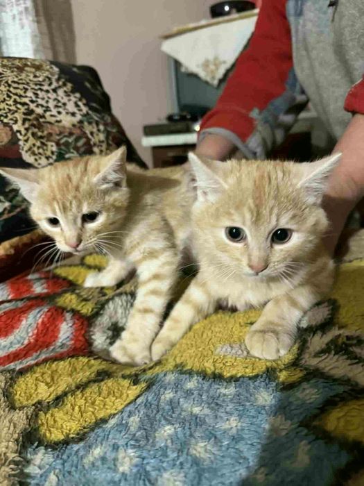 Безкоштовно руденькі кошенята