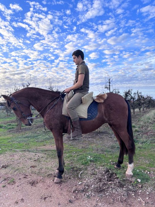 Égua montada super docil