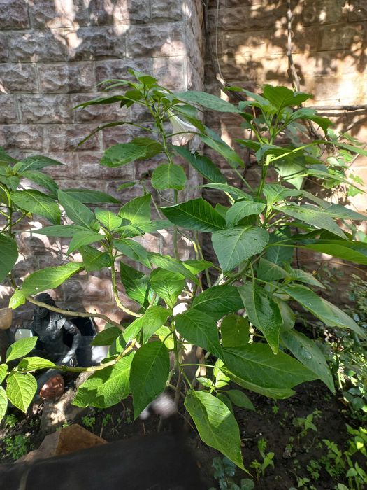 Бругмансия - травянистый одревесневающий многолетник