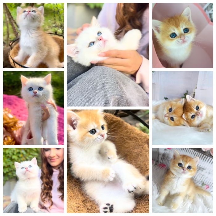 Британська золота шиншила