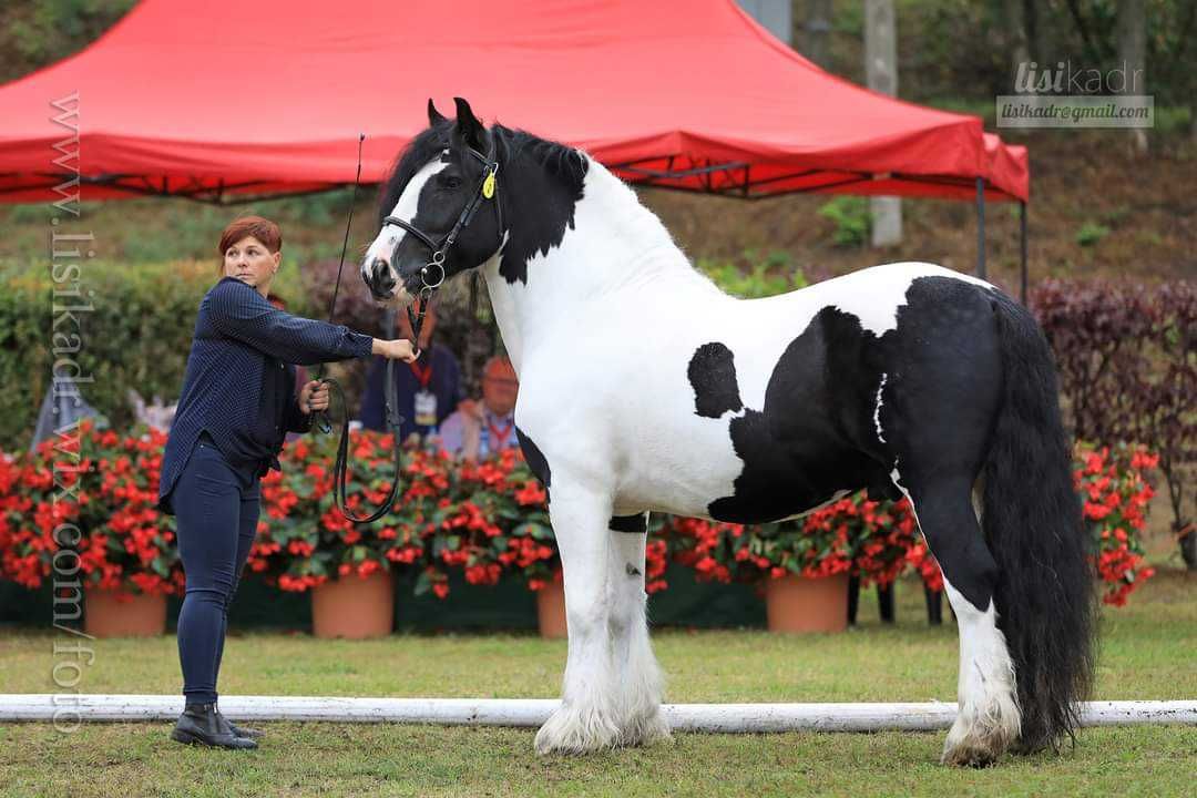 Klacz irish cob, źrebna