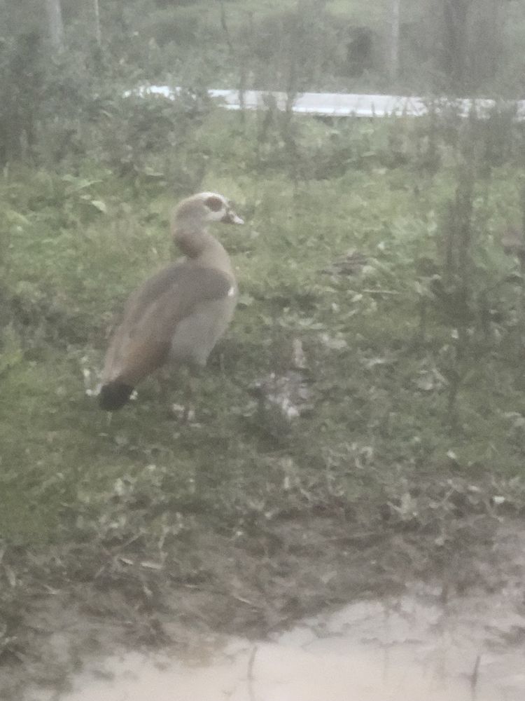 Vendo ou troco estes animais.