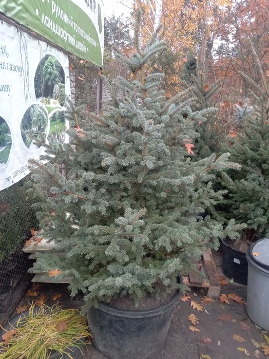 Ель Глаука, Сербская, Смерека. от двух до четырех метров.Большой выбор