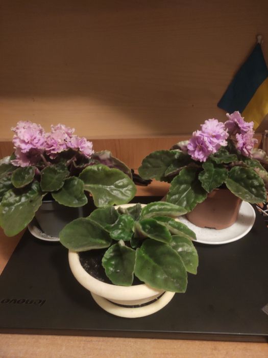 Продам    фіалки