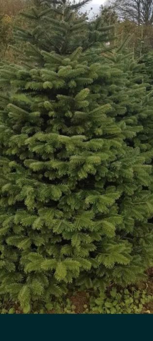 Choinki z dowozem do mieszkania choinki z dostawą do domu świerk jodła