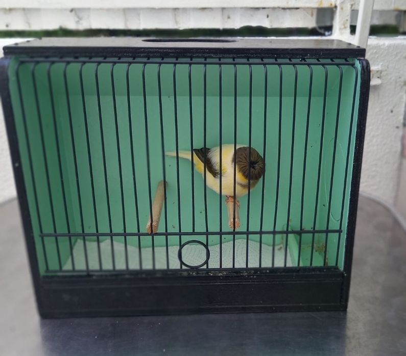 Canario gloster macho 2025