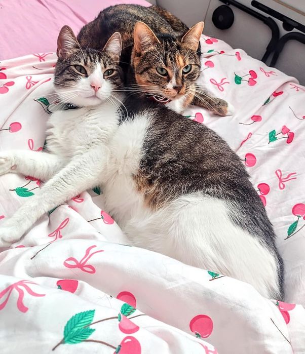 ZAGINĘŁA KOTKA – RUBI  dla znalazcy 1000 zł