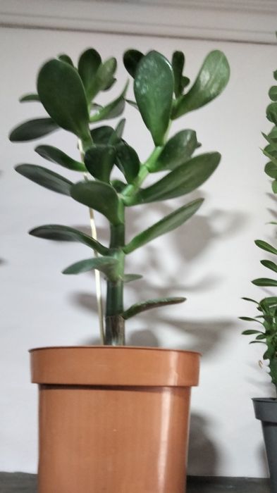 Домашні рослини, квіти