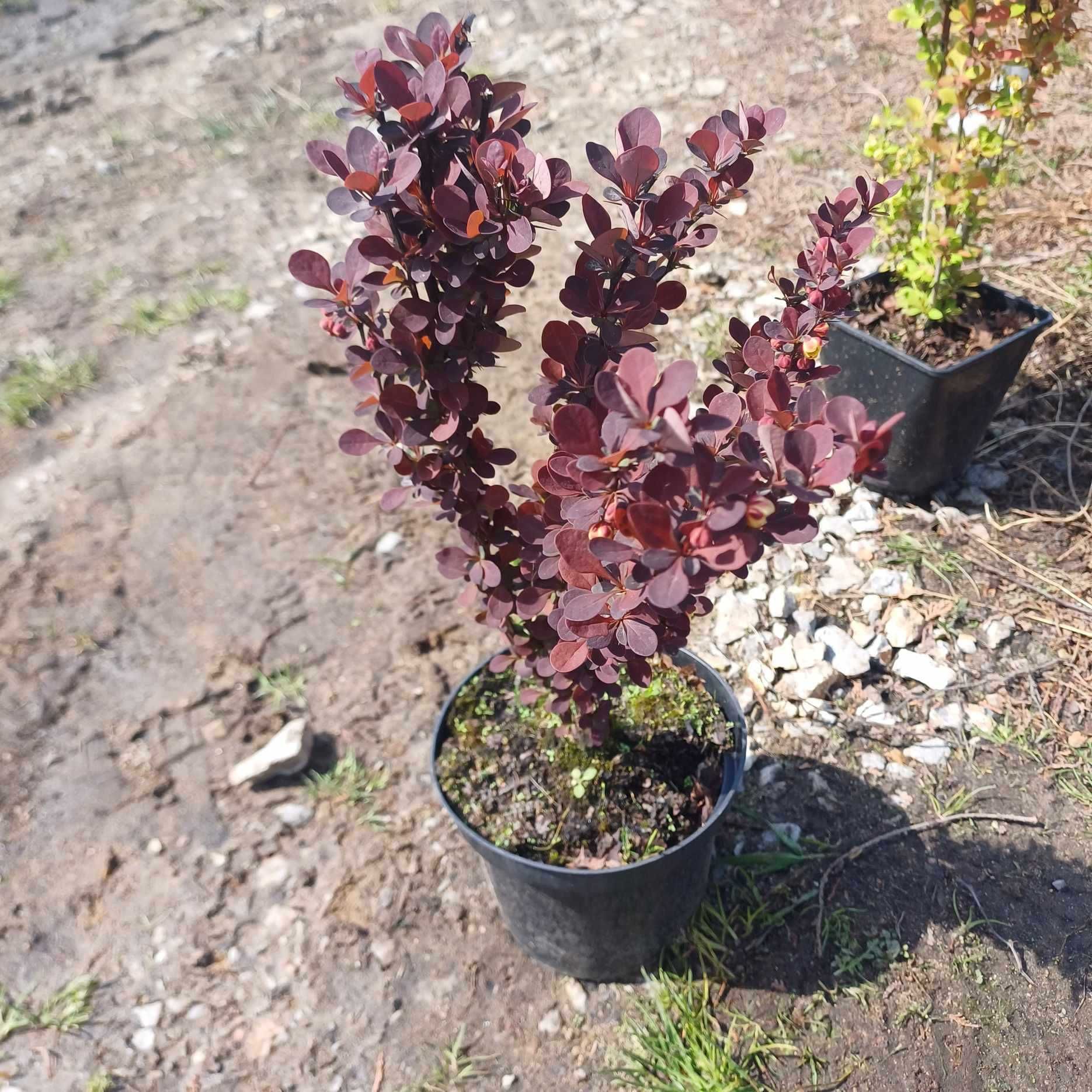 Berberys 'Admiration' Atropurpurea', 'Sunsation','Orange Rocket',inne