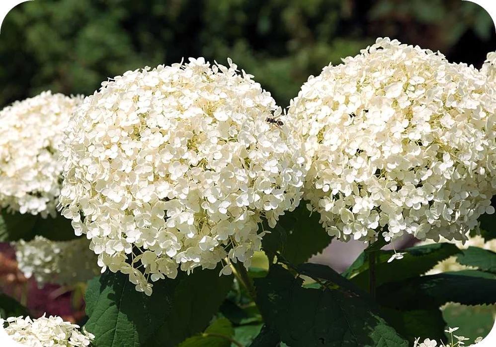 Hortensja krzewiasta 'Anabelle’ goły korzeń