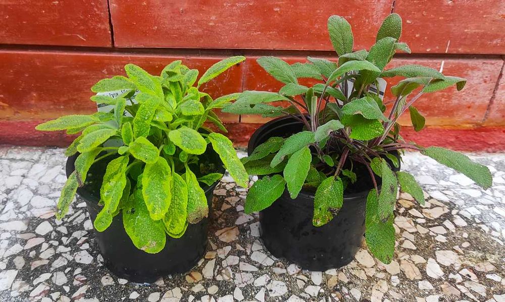 Lúcia-lima Tomilho Alecrim Salvia Segurelha Manjerona Hortelã Louro