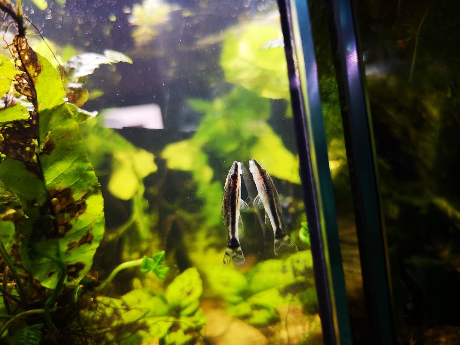 Otocinklus Affinis Otosek przyujściowy sklep Kraków schangri.pl