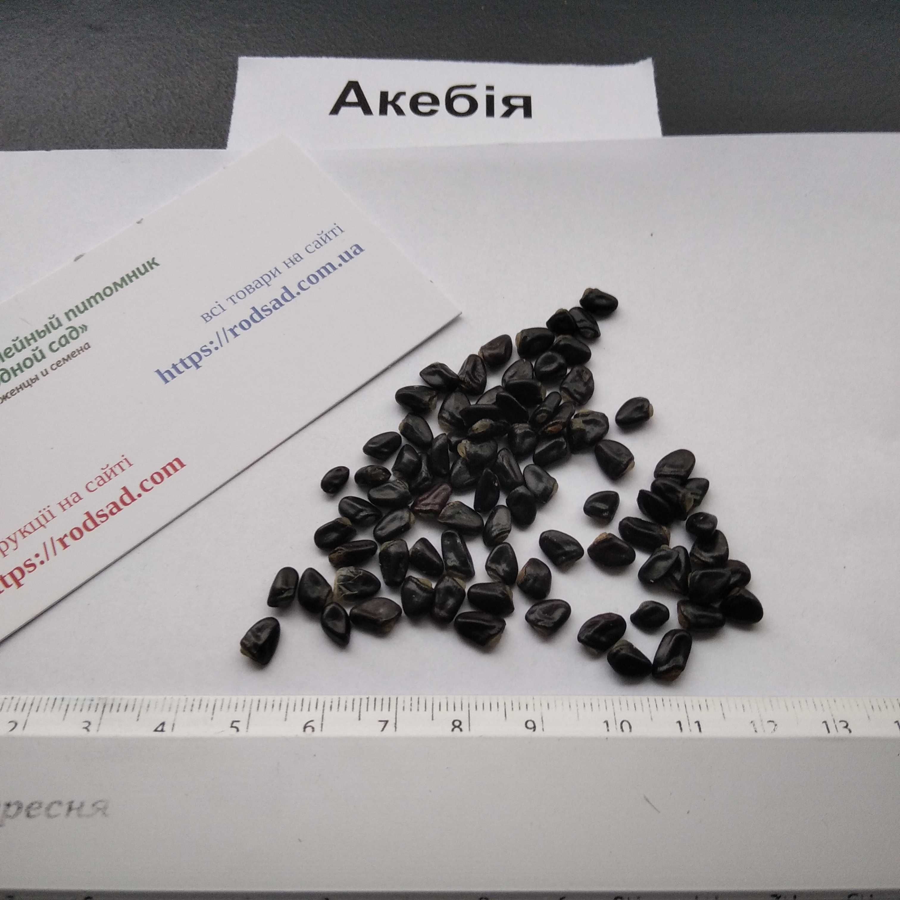 Акебія насіння (10 шт) шоколадна ліана семена акебия шоколадная