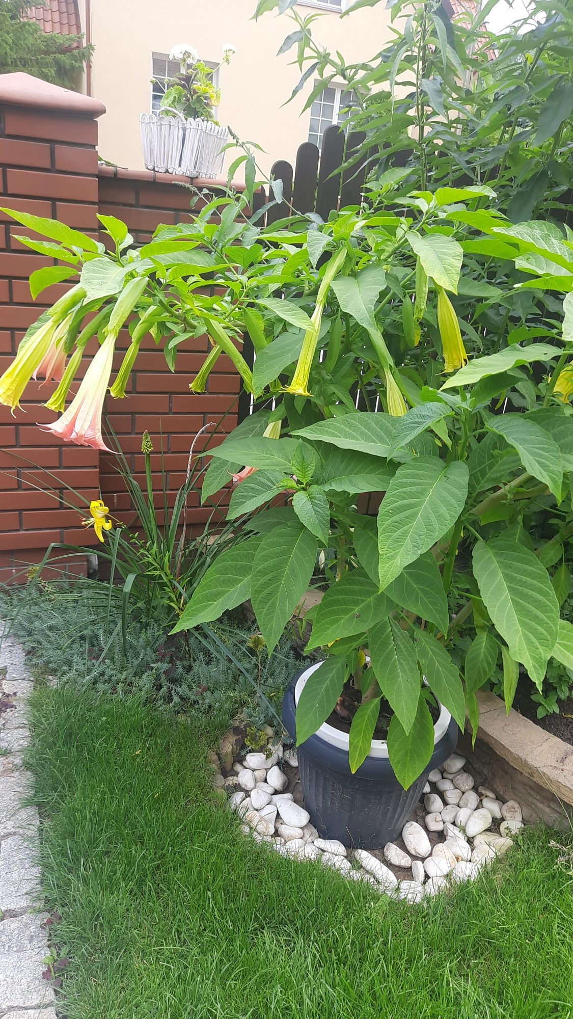 Kwiat datura około 150 cm