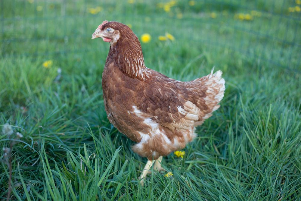 Kurki nioski Tetra brązowa