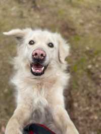JAZZ - pies w typie rasy golden retriever do adopcji