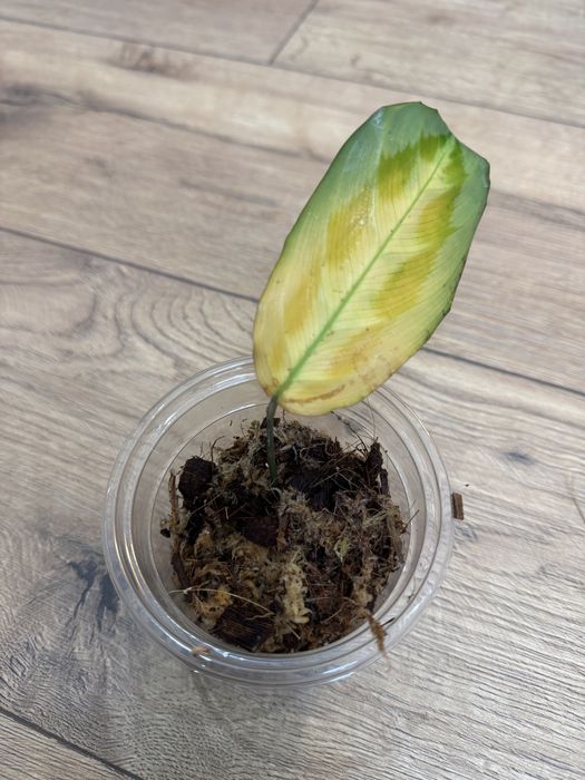 Maranta Cristata Intense kolekcjonerska roślina
