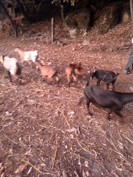 Cabras anãs machos e fêmeas