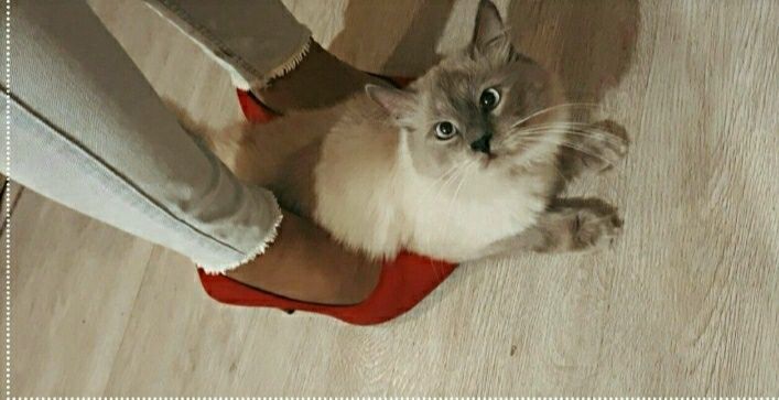 Древесный впитывающий наполнитель.Акция доставка до подъезда в подарок