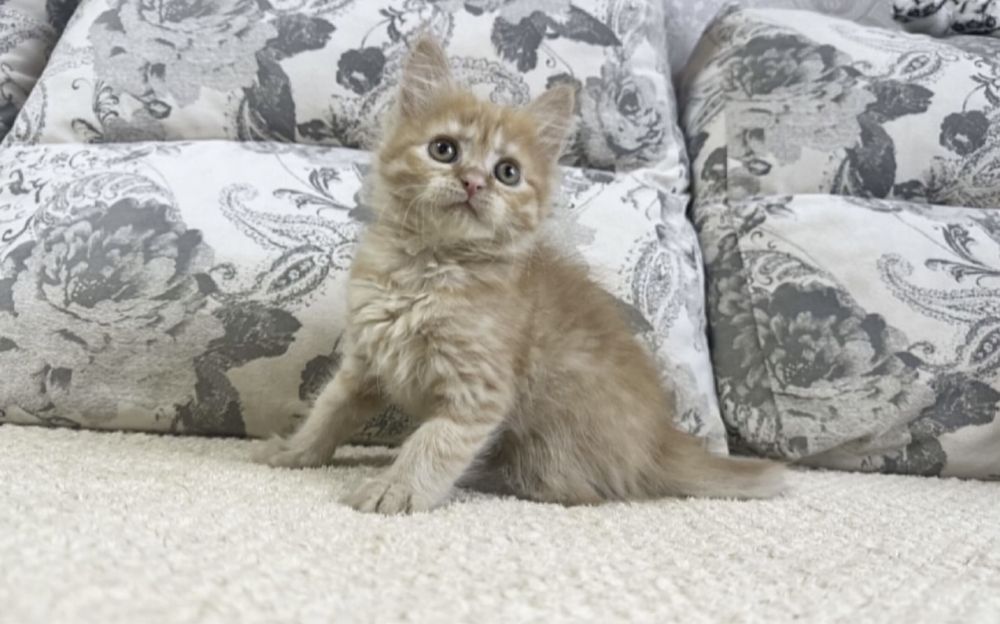 Скучно?Купите малышку