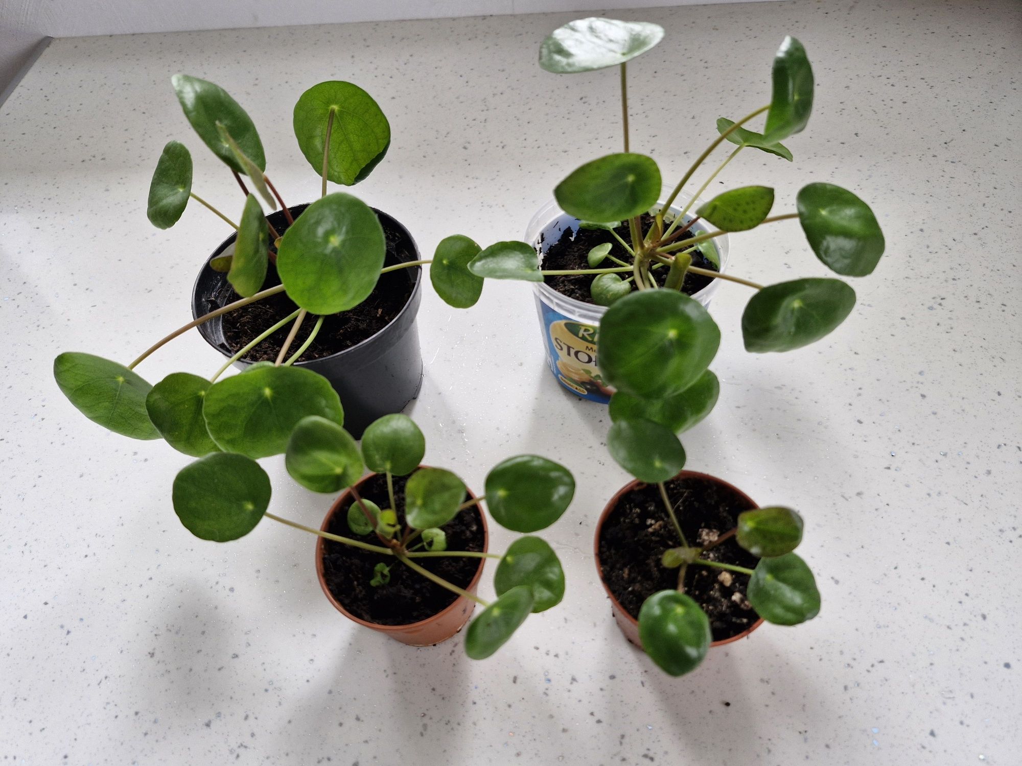 Pilea pieniążek rośliny kwiatek