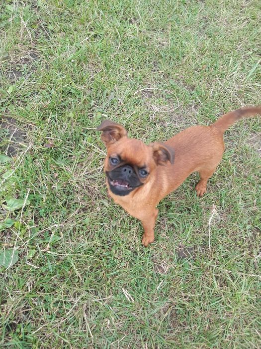 Підрощені хлопчик і дівчинка брабансон, грифон