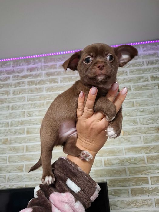 Czekoladowy chłopiec chihuahua dostępny do rezerwacji.
