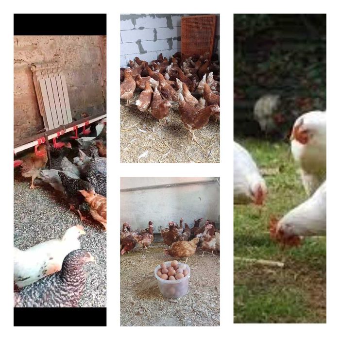 Продам кури несушки! Доставка безкоштовна. Тараща!