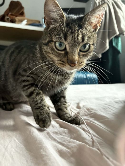 Mini Misia szuka swojego człowieka!