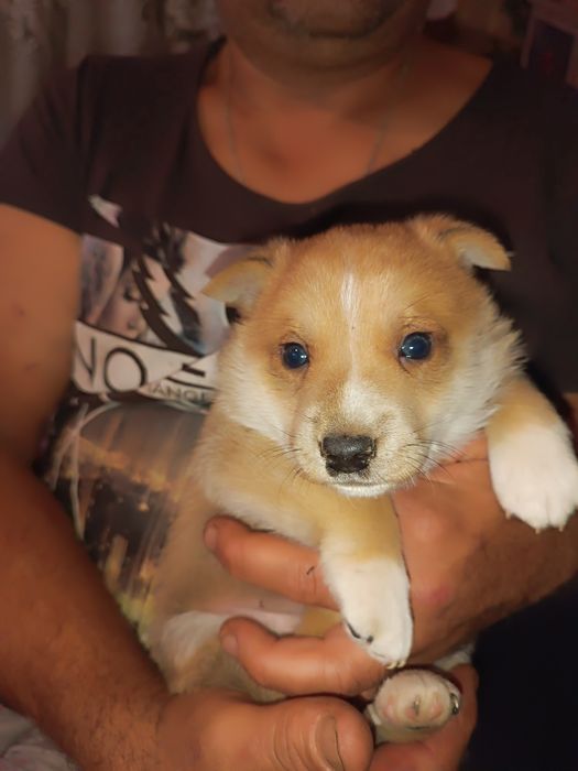 Хлопчик в добрі руки