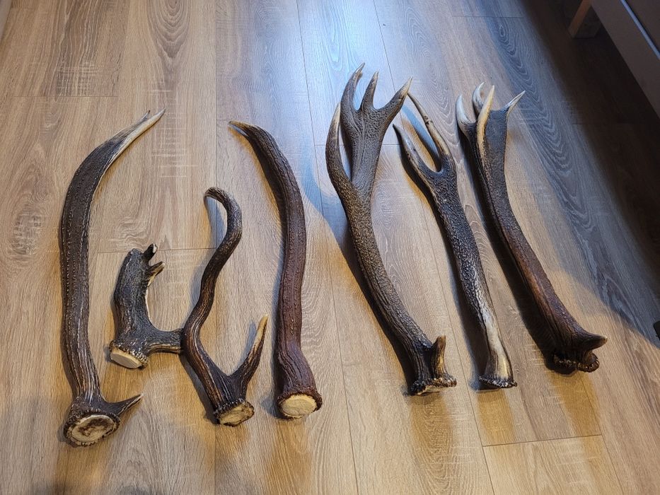 Poroże poroża jelenia  daniela  kozła myłkusy rogi